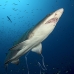shark_tiger_sand_atlas_v_0205_nca0412.jpg